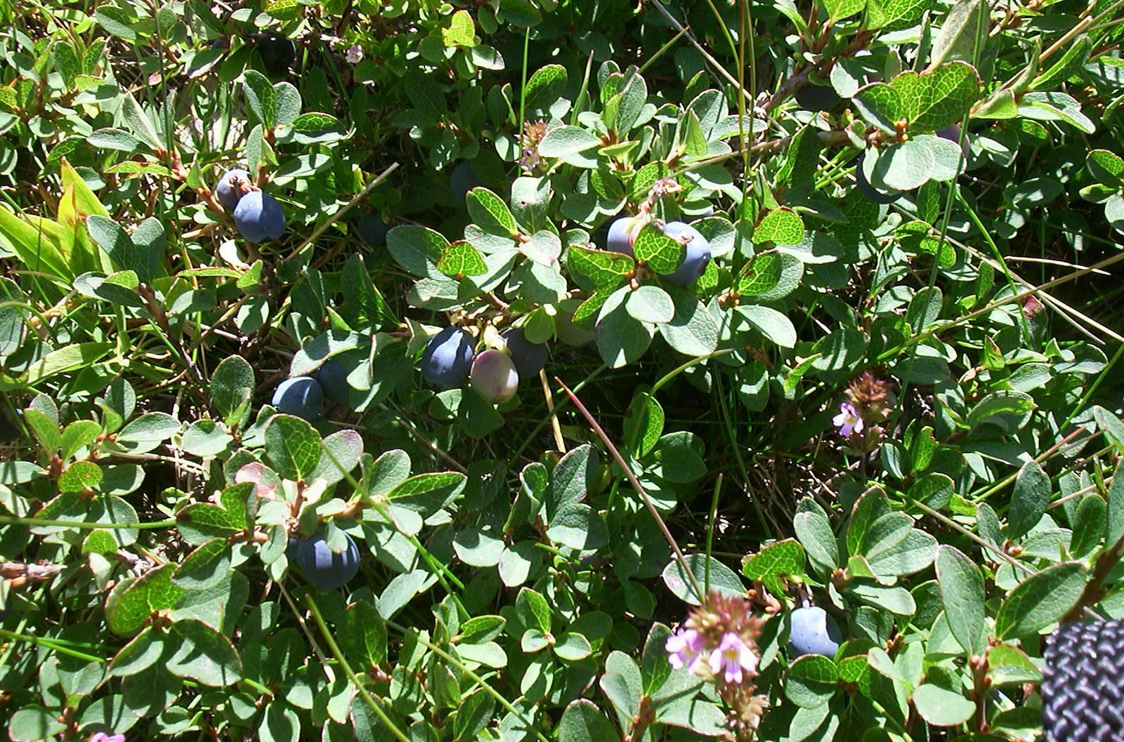 Falsche Blaubeeren (scheinbar aber nicht giftig)