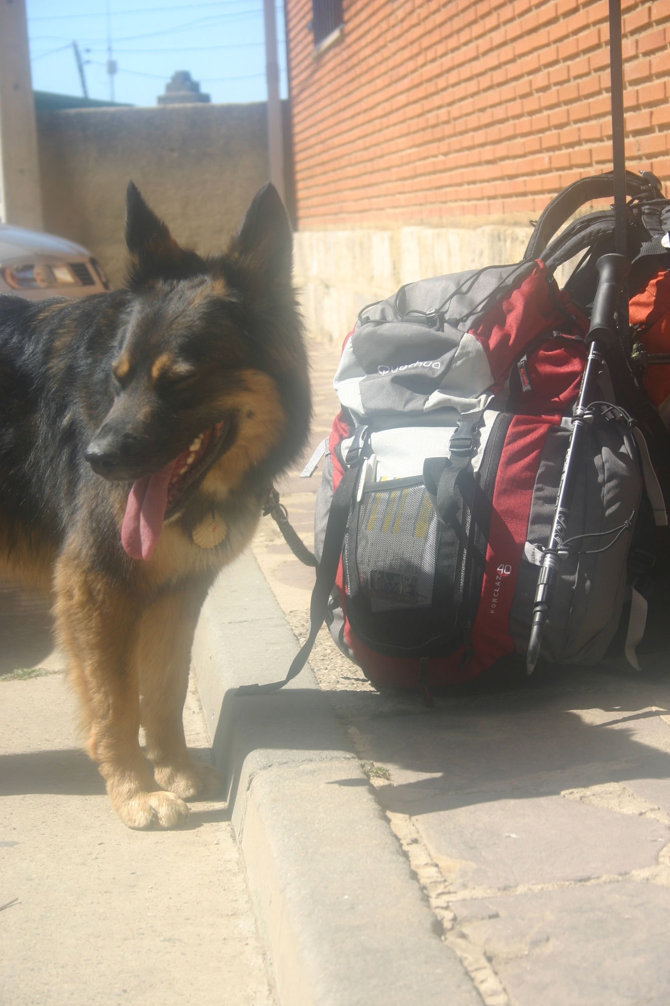 Pilgerhund in Calzadilla de la Cueza