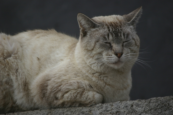 Katze in Playa Santiago