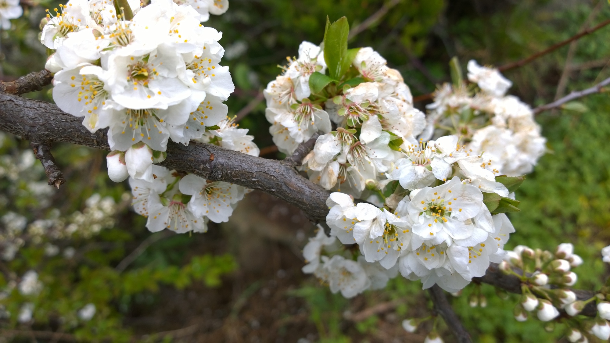 Blume ber La Orotava