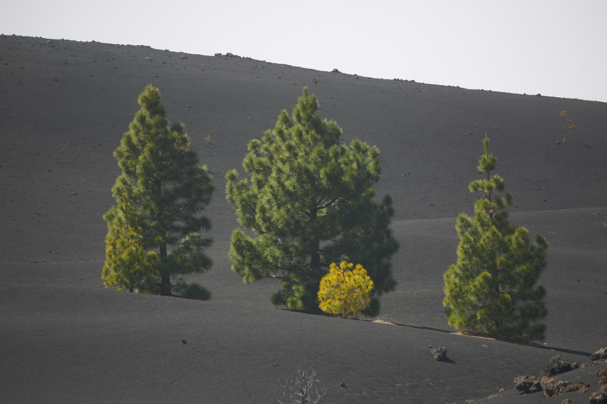 Einzelstehende Bume in schwarzer Lava