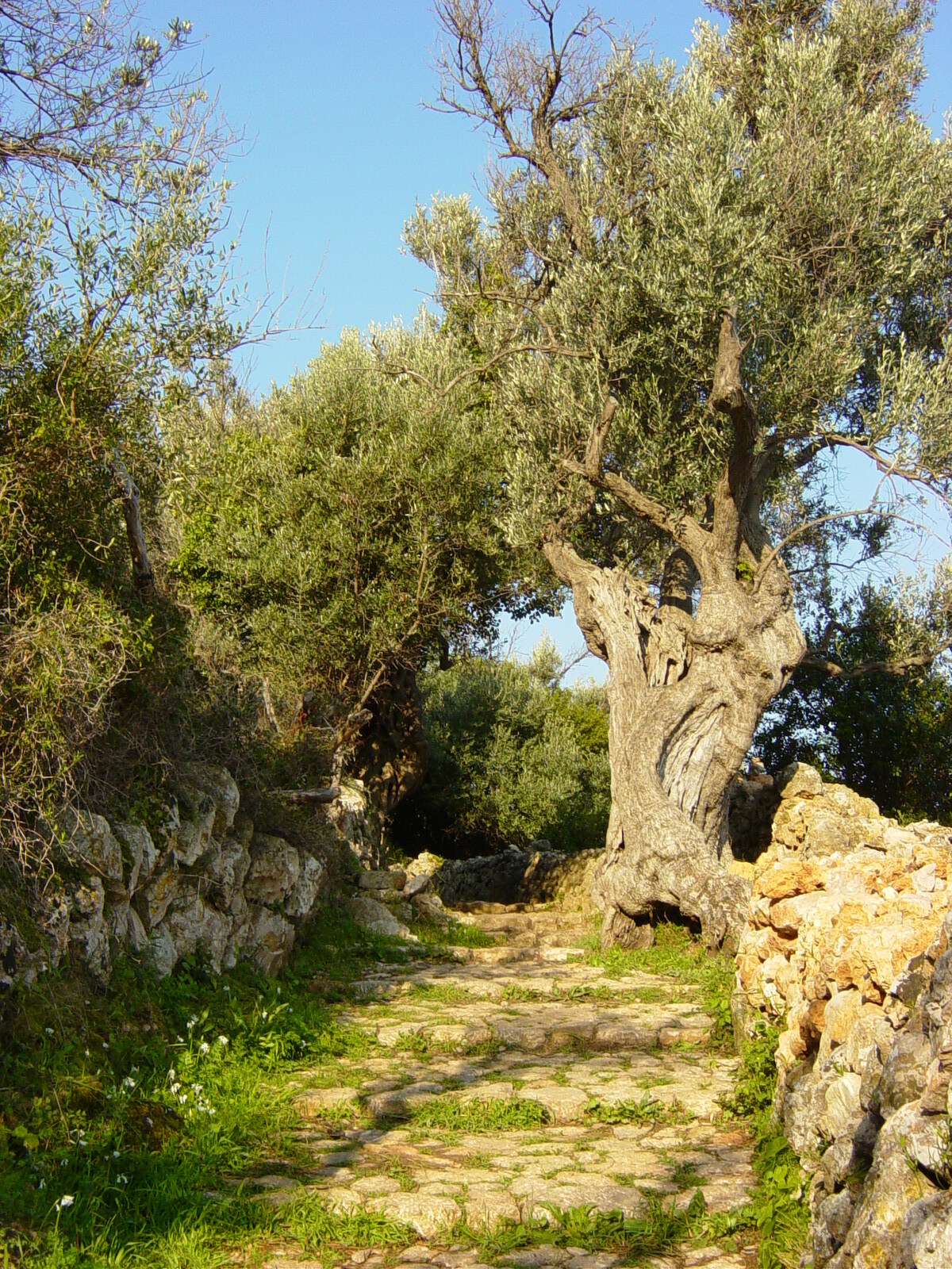 Wanderweg zwischen Deia und Soller