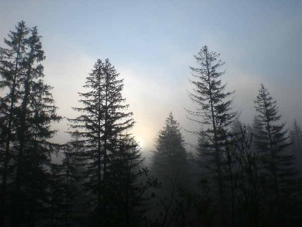 Bei Vorderriss im Morgennebel