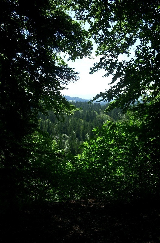 Der zugewachsene Malerwinkel an der Isar