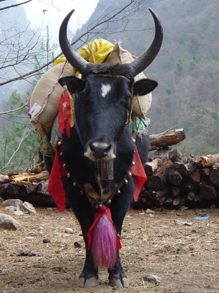 Reichgeschmcktes Yak auf dem Weg nach Lukla